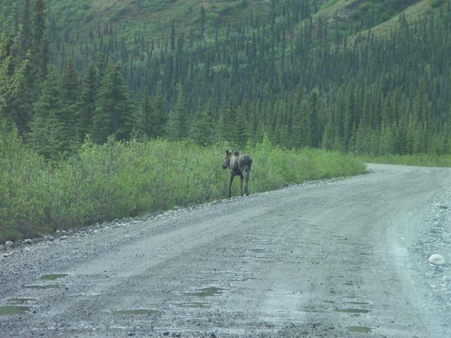 A moose along the Denali Highway