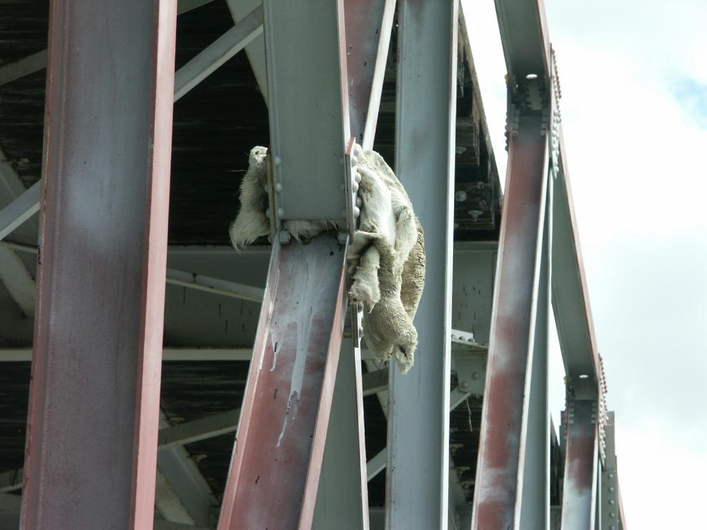 Pelts on the bridge.  How the heck they got there, I have no idea.  Just one of the many strange things found on bridges.