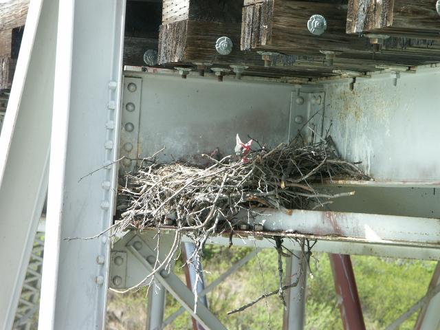 Another picture of the Raven's nest.